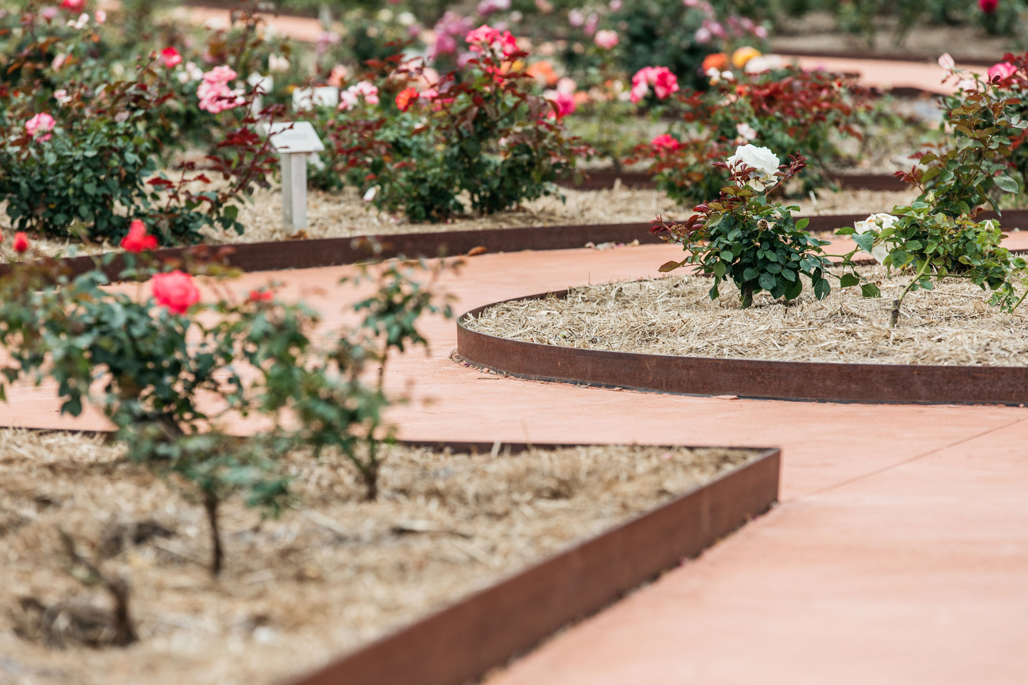 ALRoseGardenHR-156
